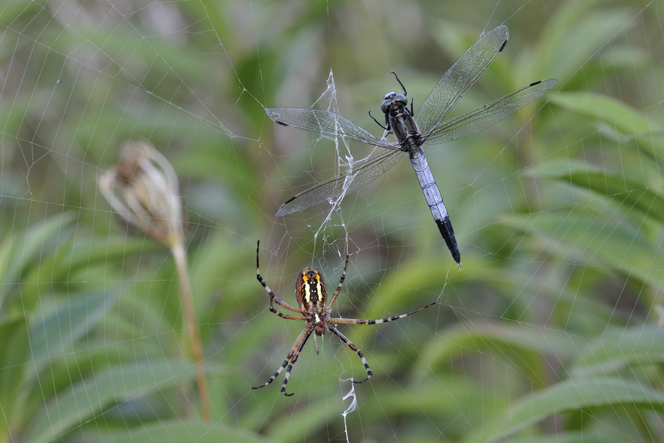 Orthetrum albistylum nella rete